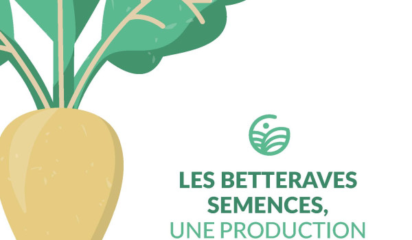 Plaquette d&rsquo;information -  production de semence de betteraves sucri&egrave;res
