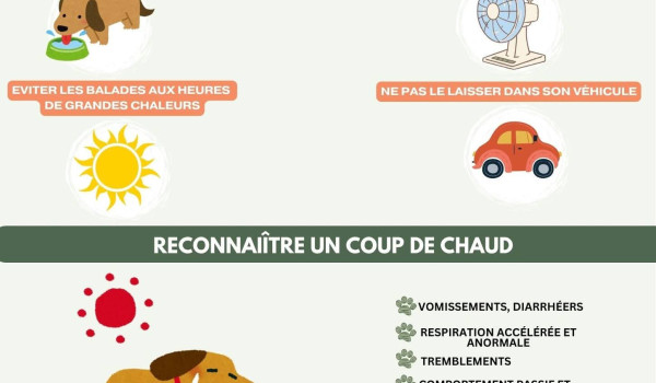 Canicule : pensez aussi &agrave; nos amis les animaux !